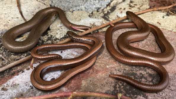 21 April 2020 - 12-01-45 
From the house of Slitherin, slow worms uncovered in our top garden.  They're lizards and they're always legless. But then, we all know someone like that.
----------------------
aka: Anguis fragilis or blindworms